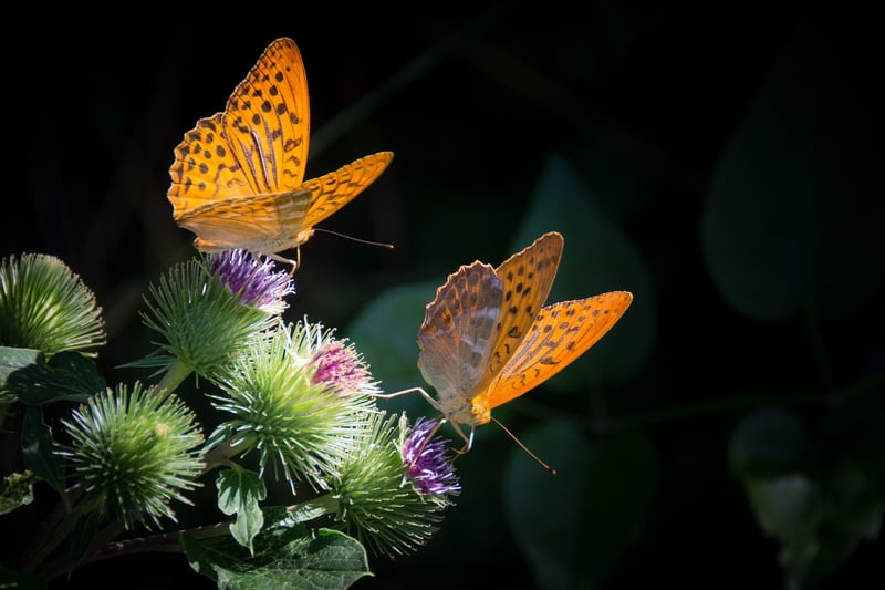 Butterfly Effect Safeguards